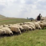 Cum au modelat ciobanii bucătăria de munte din România