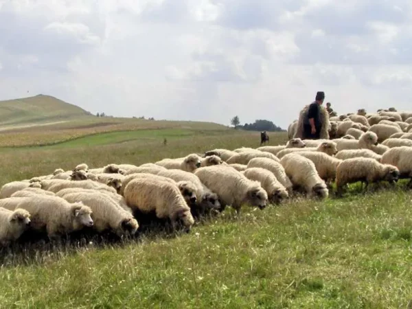Cum au modelat ciobanii bucătăria de munte din România