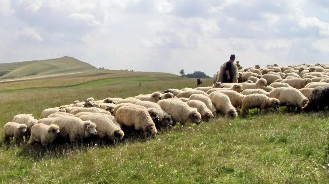Cum au modelat ciobanii bucătăria de munte din România